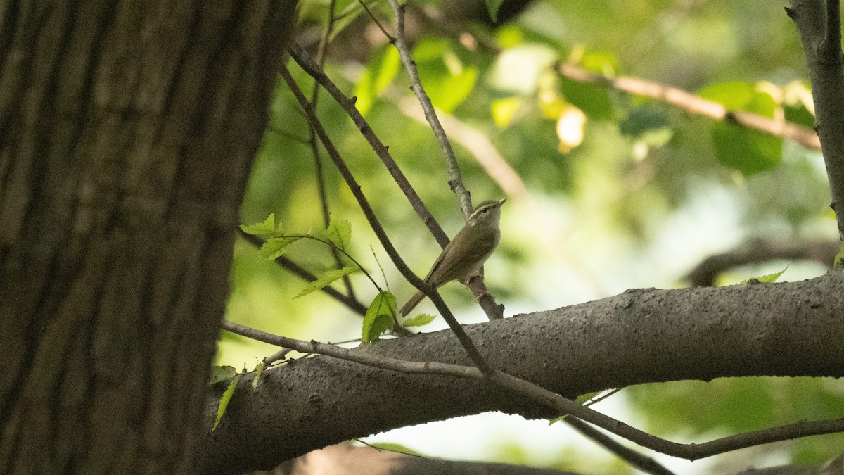 Sakhalin Leaf Warbler - ML641215793