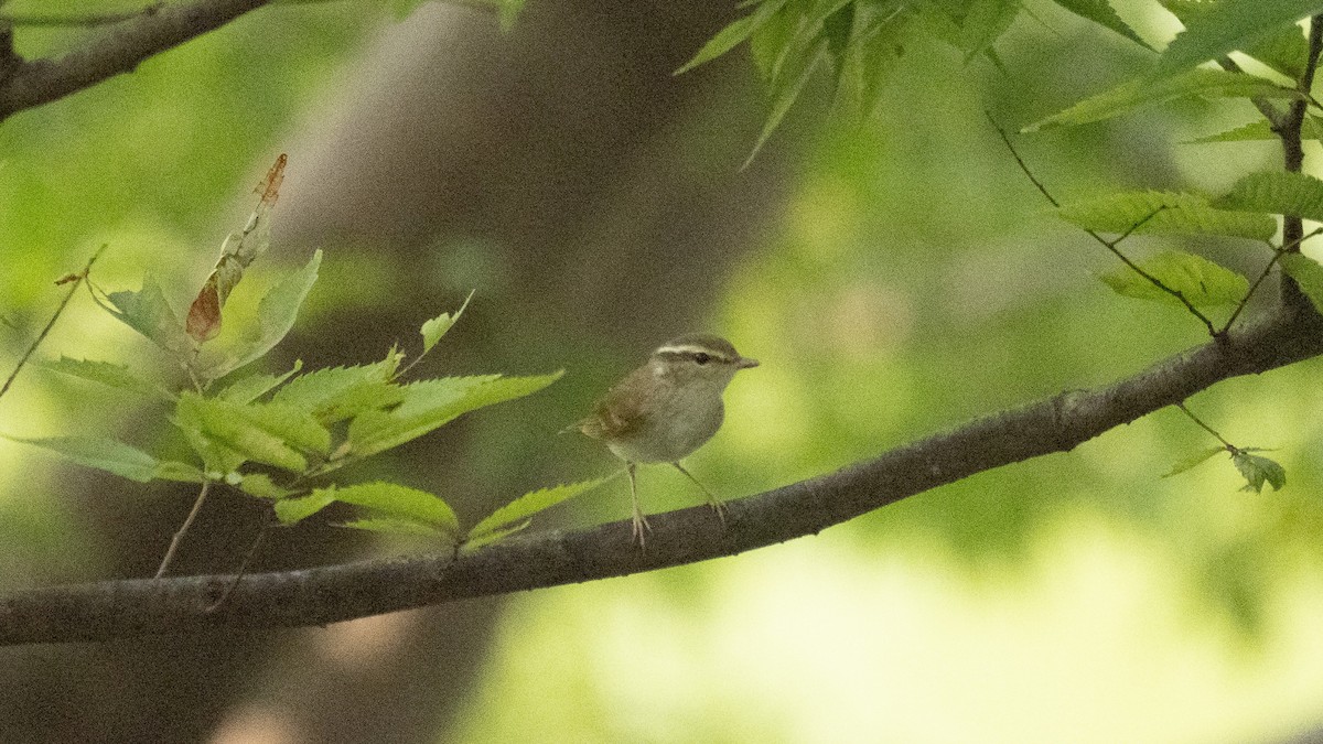 Sakhalin Leaf Warbler - ML641215794
