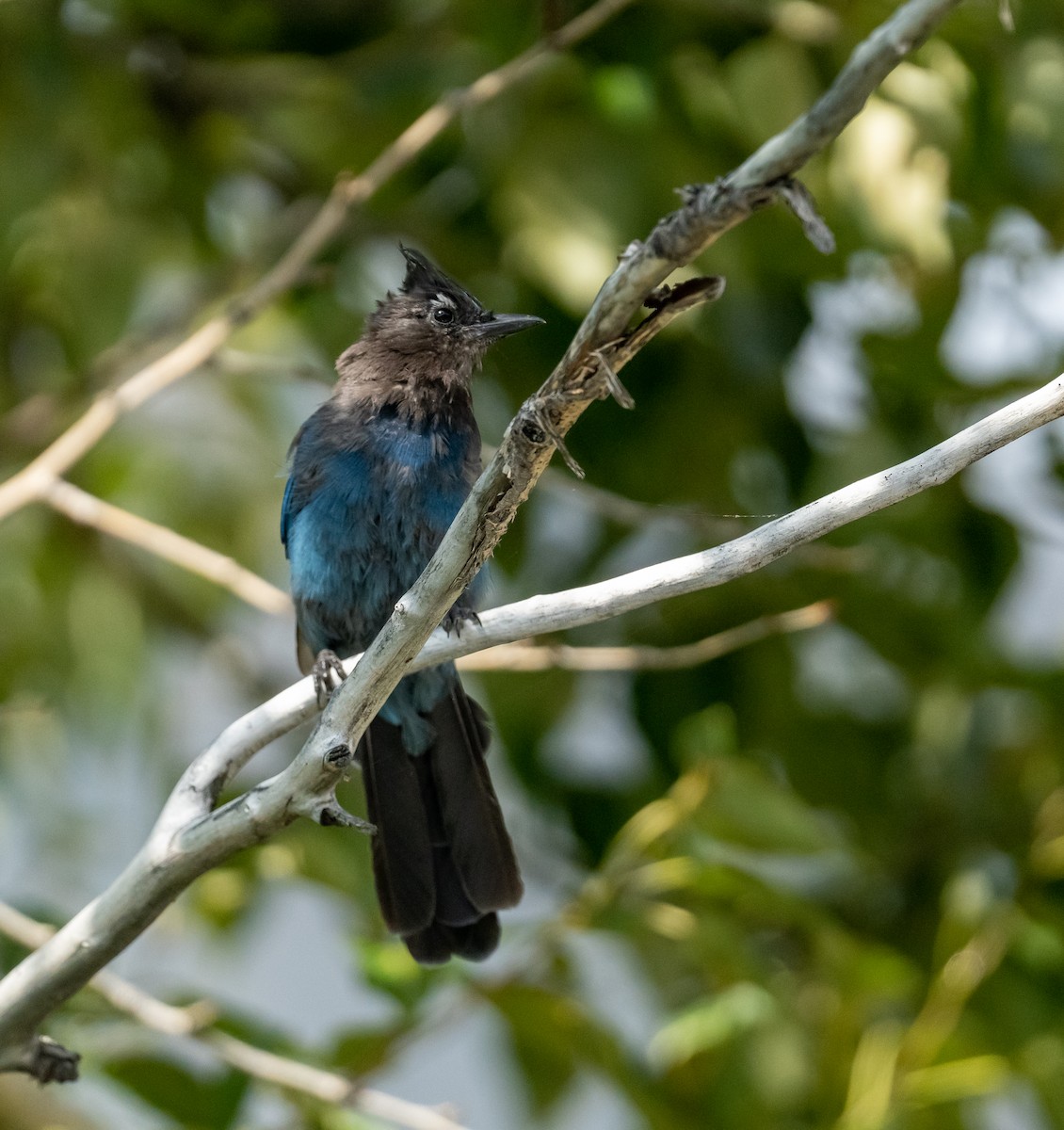 Steller's Jay - ML641215826