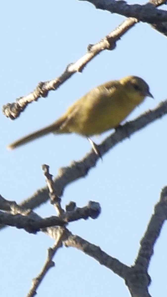 Orchard Oriole - ML641215827