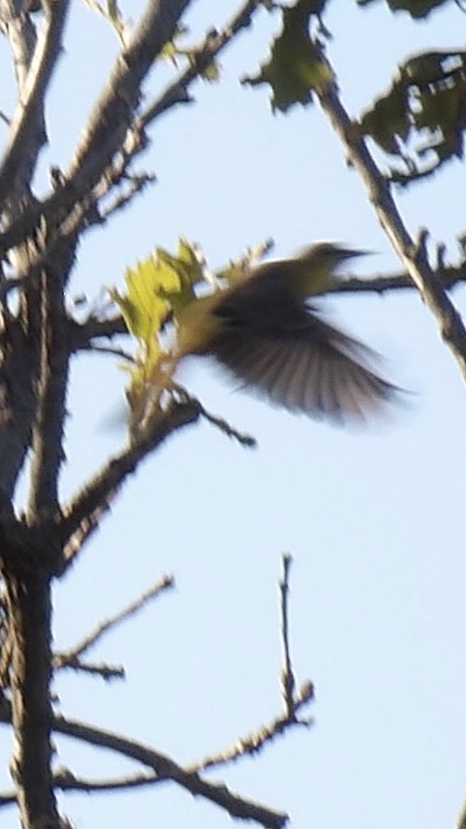 Orchard Oriole - ML641215828