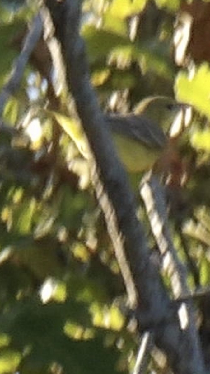 Orchard Oriole - ML641215829