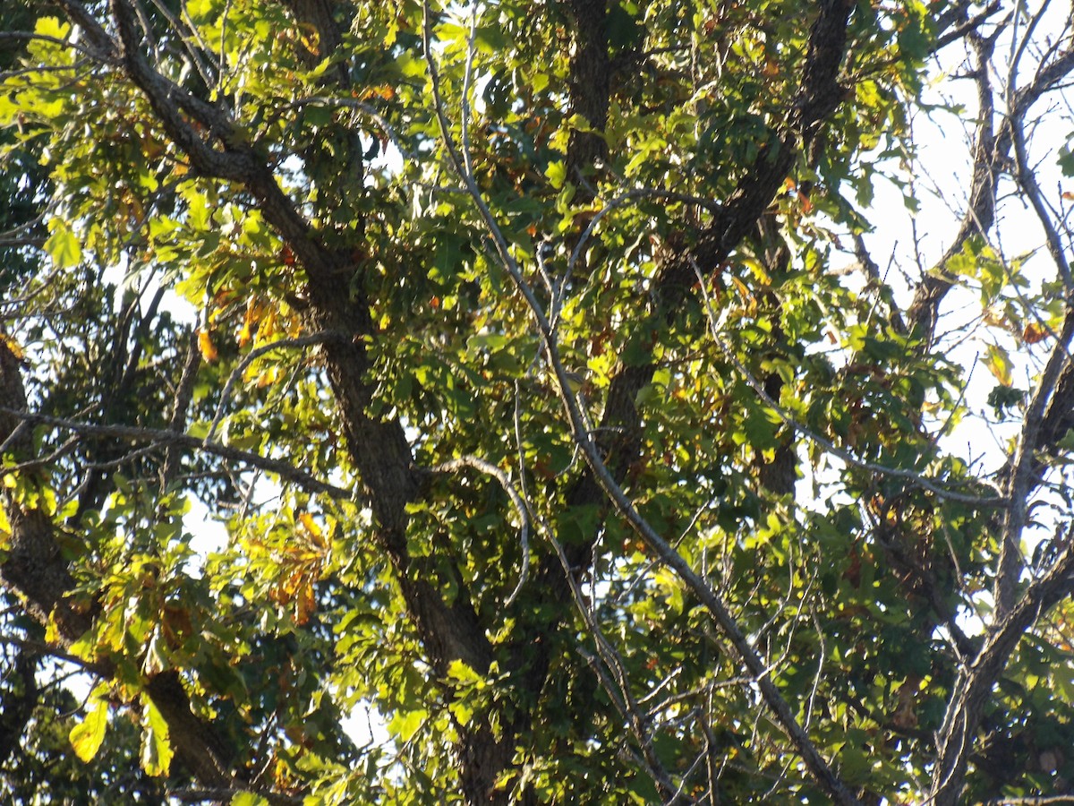 Orchard Oriole - ML641215830