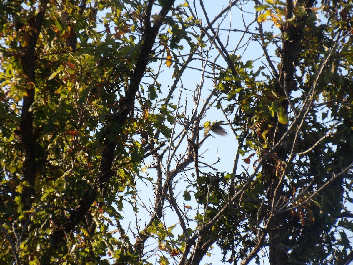 Orchard Oriole - ML641215831
