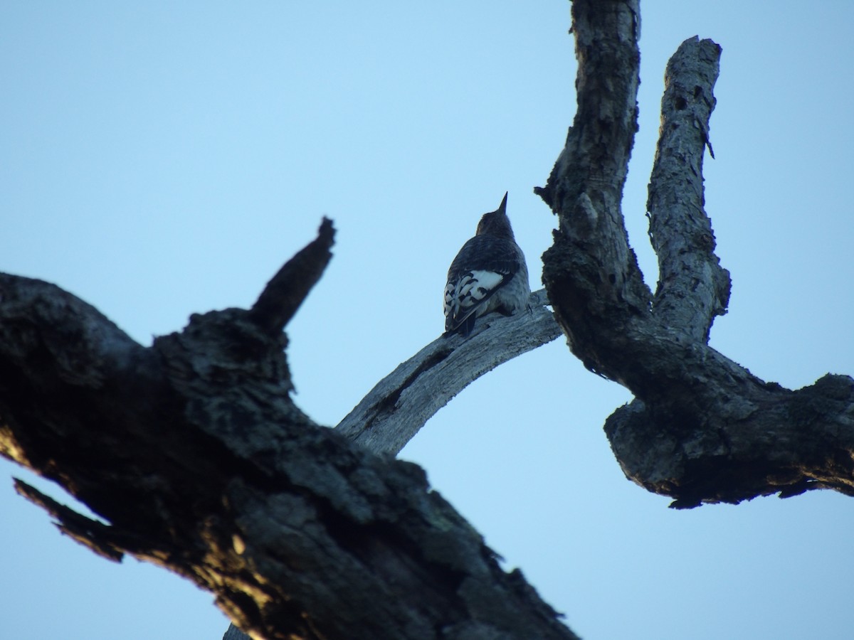 Red-headed Woodpecker - ML641215858