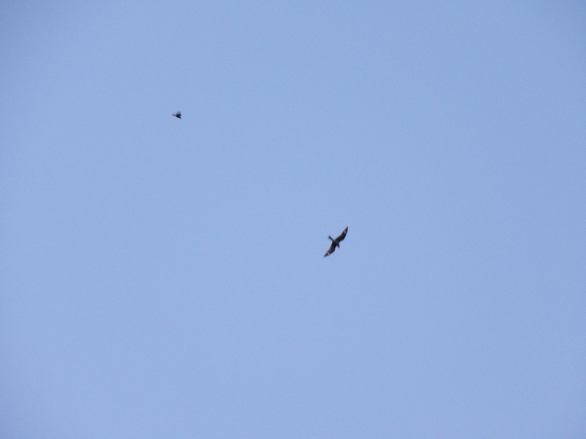 Common Nighthawk - ML641215866