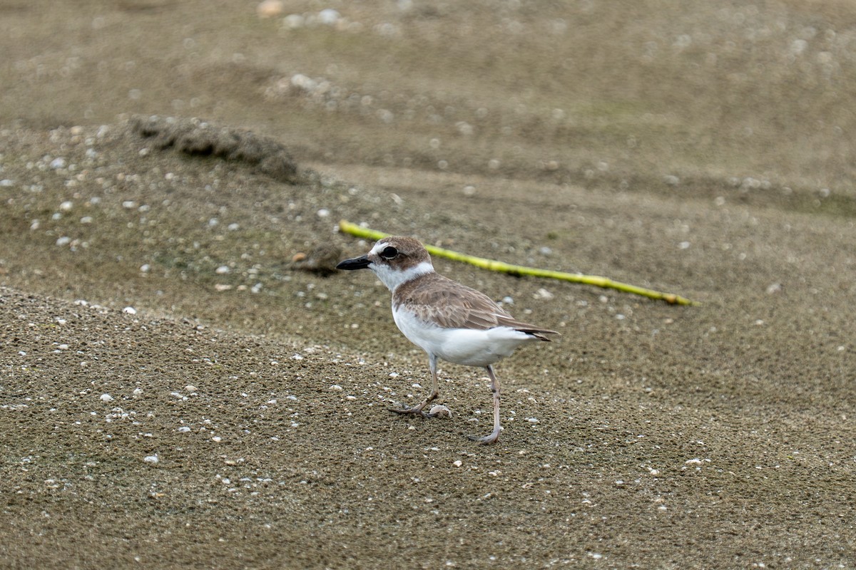 Wilson's Plover - ML641215892
