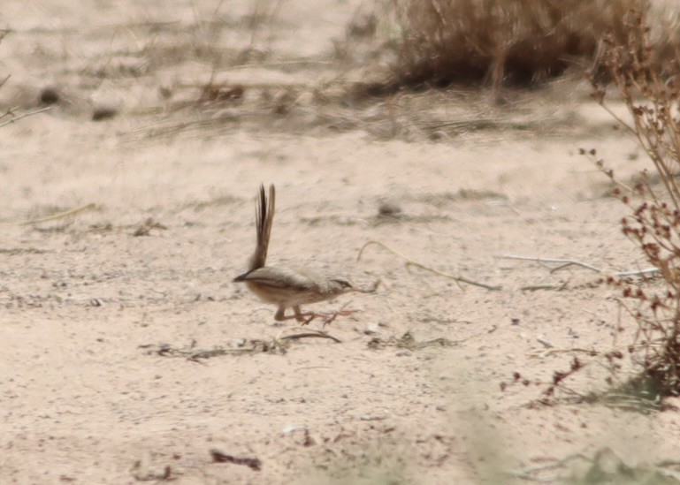 Scrub Warbler - ML641215923
