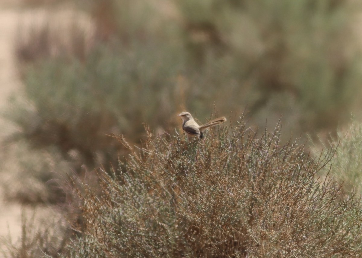 Scrub Warbler - ML641215924