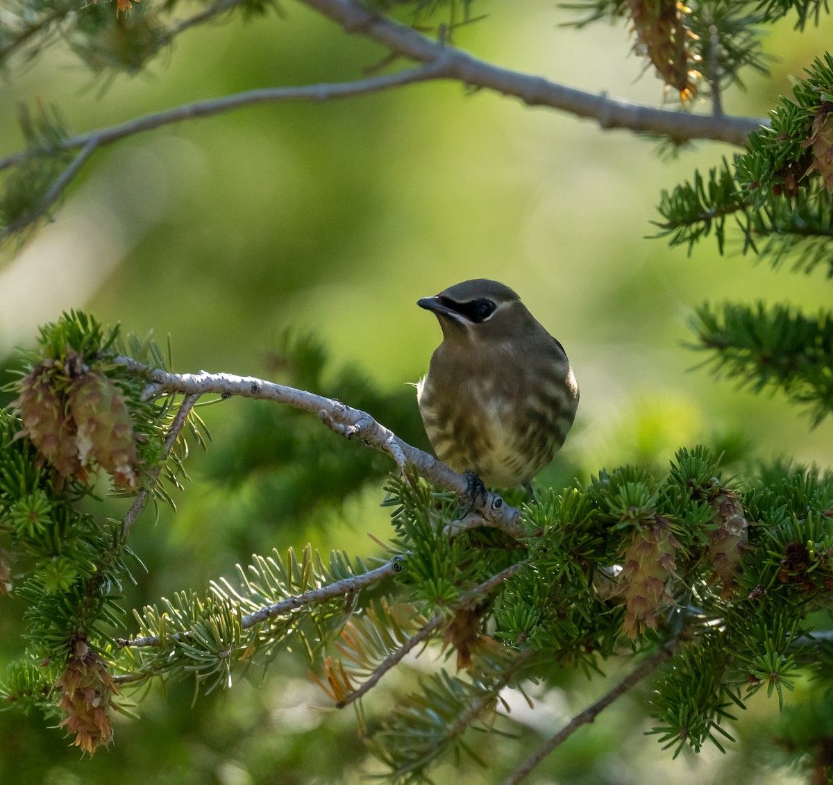 Cedar Waxwing - ML641215932