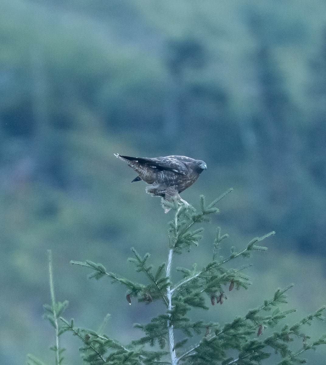 Red-tailed Hawk - ML641215941