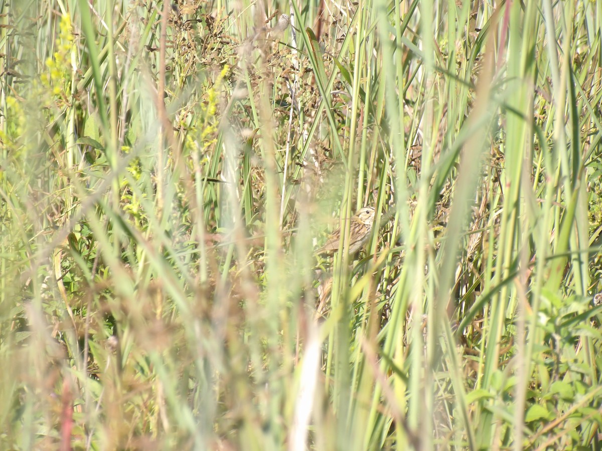 Henslow's Sparrow - ML641215943