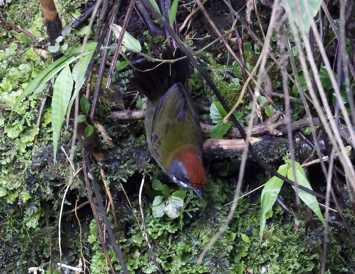 Sooty-faced Finch - ML641215954
