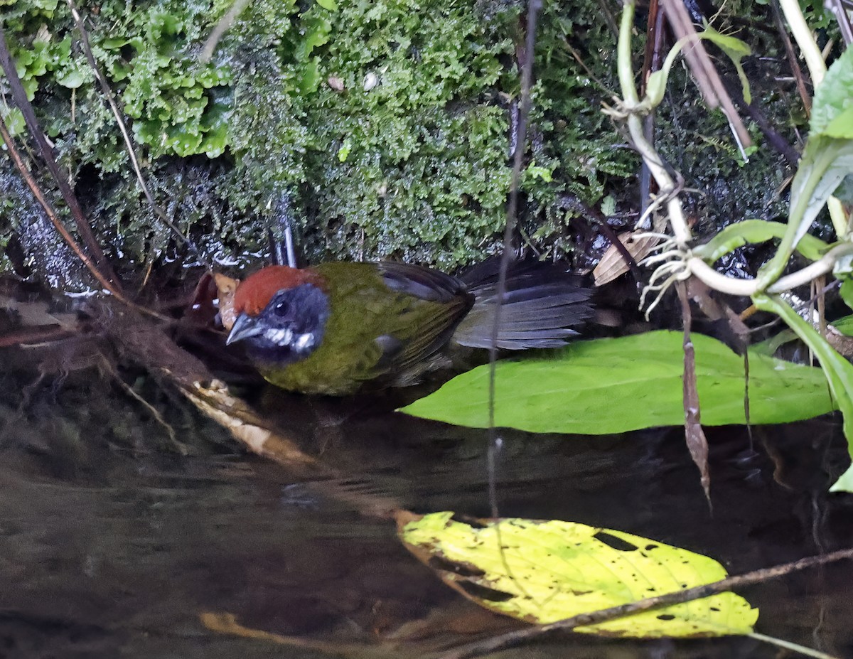 Sooty-faced Finch - ML641215966