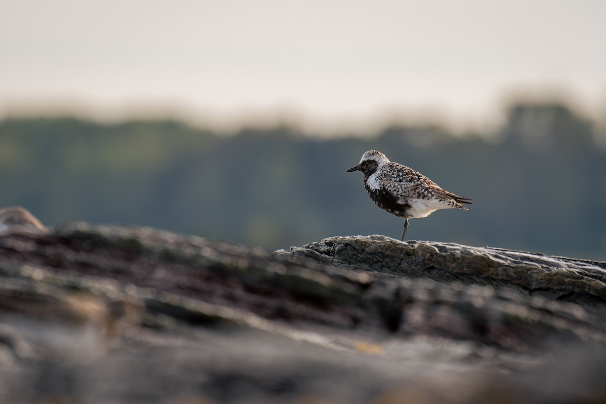Black-bellied Plover - ML641215968