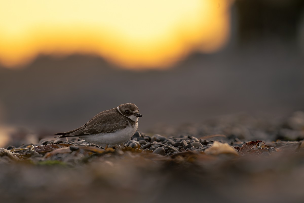 Semipalmated Plover - ML641215973