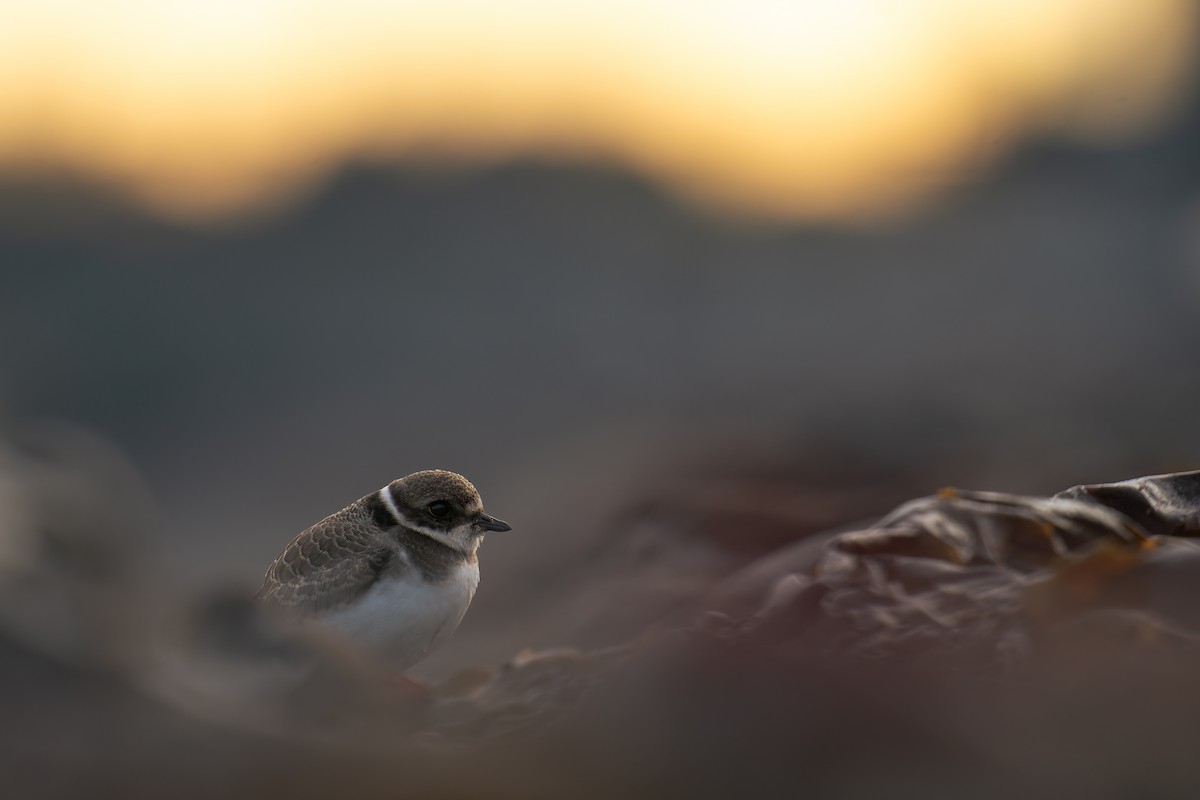 Semipalmated Plover - ML641215974