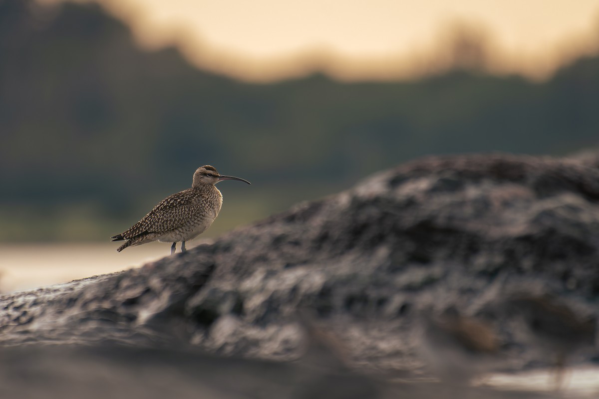 Hudsonian Whimbrel - ML641215982