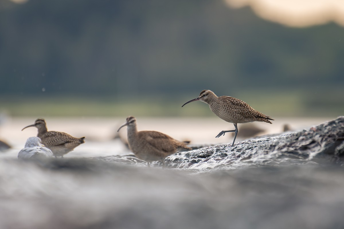 Hudsonian Whimbrel - ML641215983