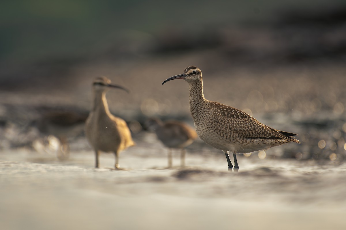 Hudsonian Whimbrel - ML641215985