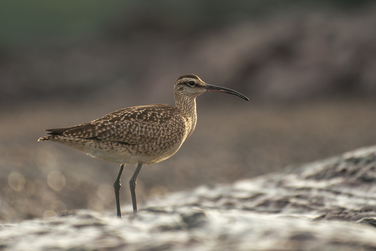 Hudsonian Whimbrel - ML641215986