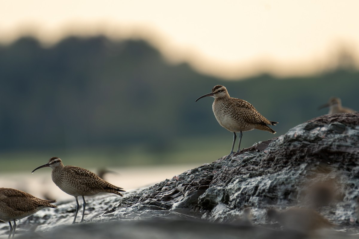 Hudsonian Whimbrel - ML641215987