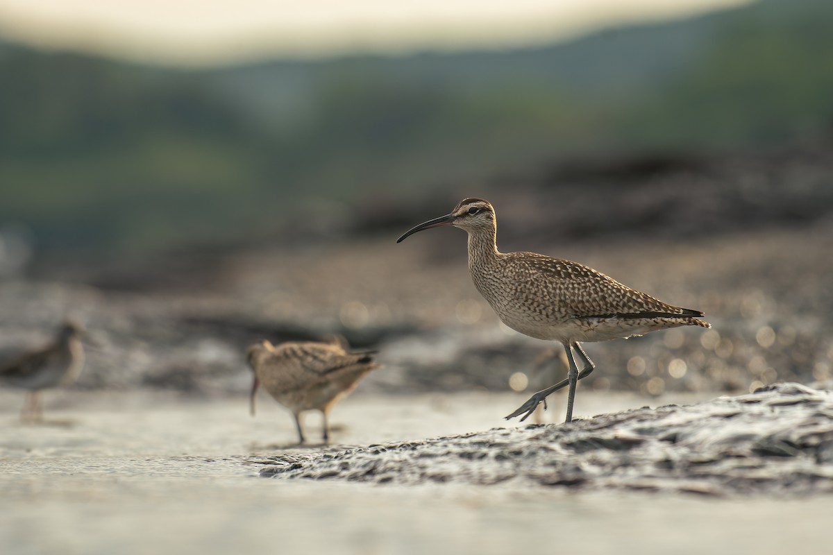 Hudsonian Whimbrel - ML641215988