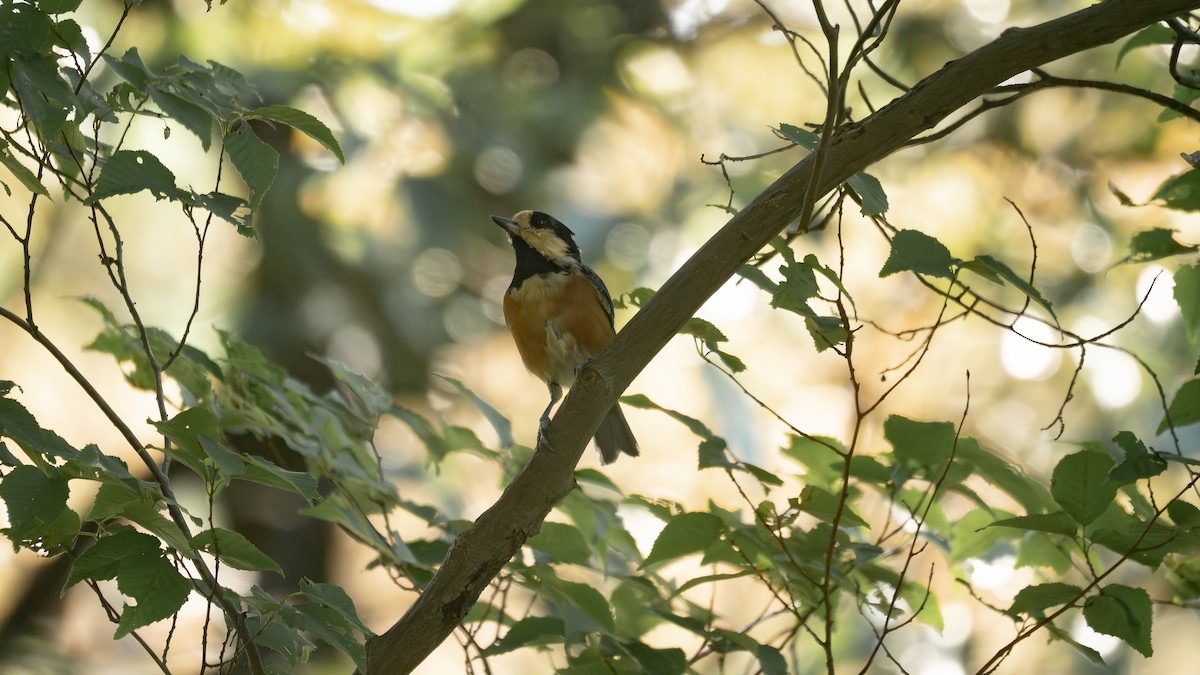 sýkora proměnlivá - ML641215993