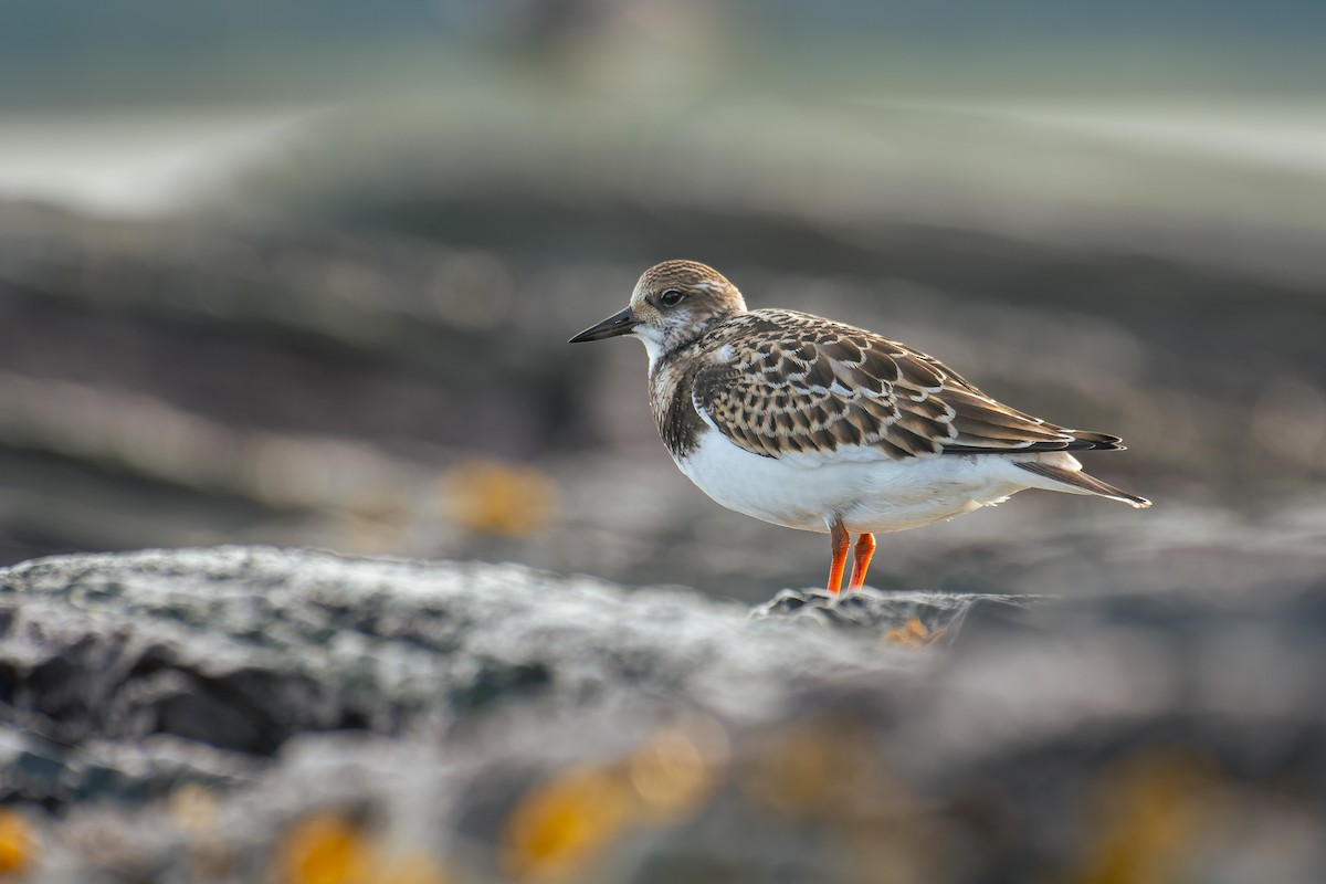 Ruddy Turnstone - ML641215997