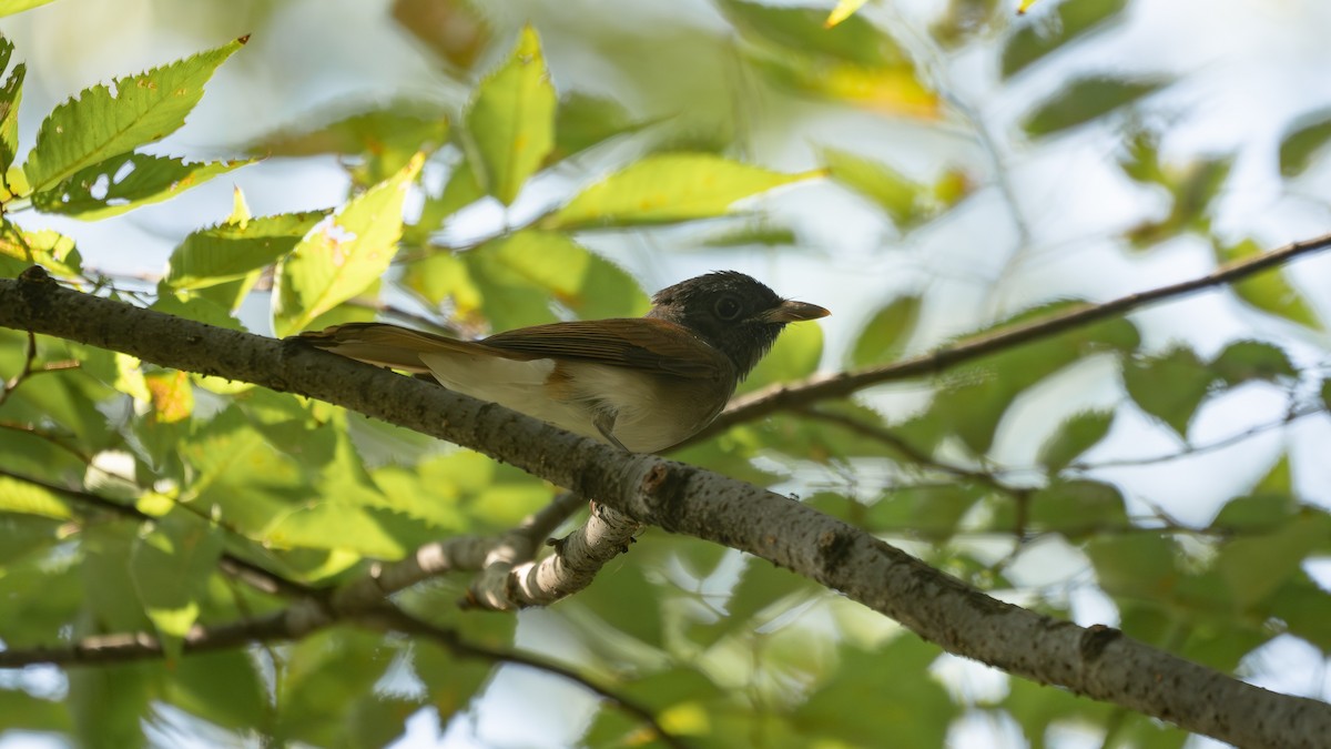 Black Paradise-Flycatcher - ML641216001
