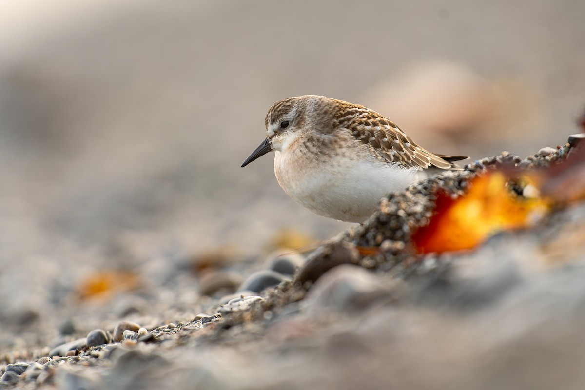 Least Sandpiper - ML641216008