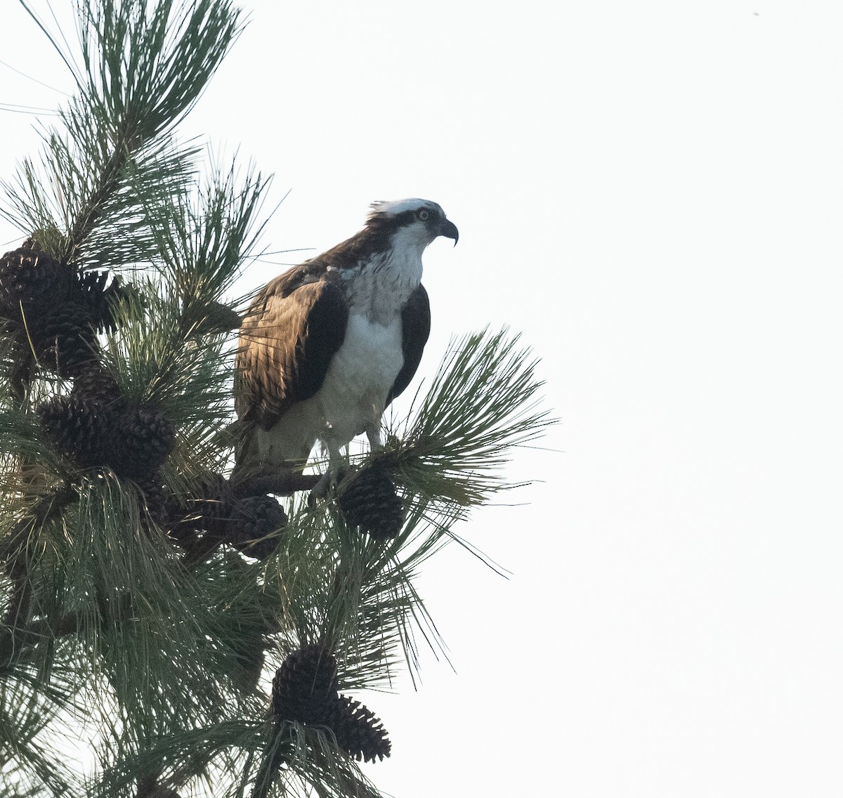 魚鷹 - ML641216047