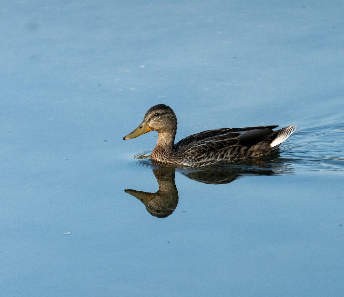 綠頭鴨 - ML641216058