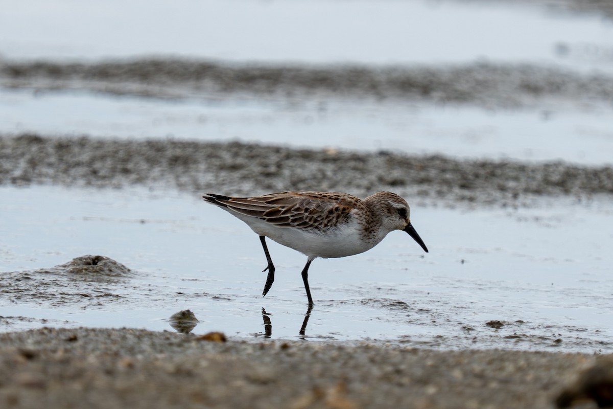 Western Sandpiper - ML641216064
