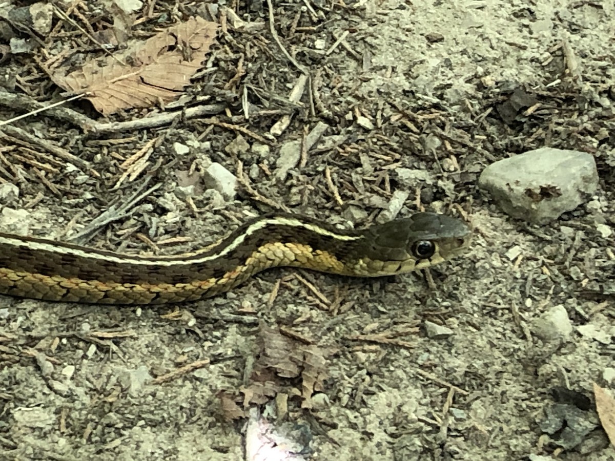 Common Garter Snake - ML641216088