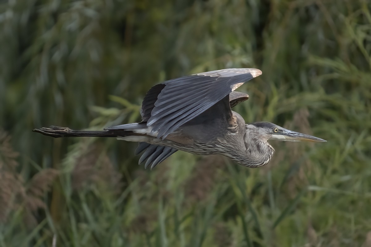 Great Blue Heron - ML641216100