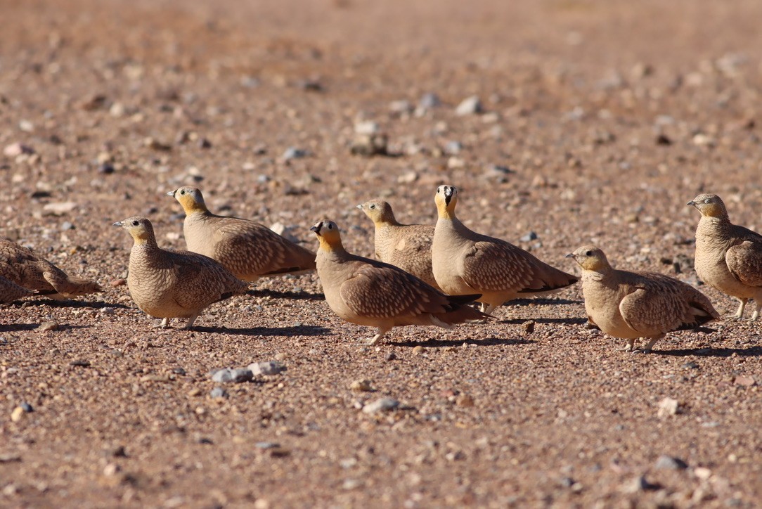 Crowned Sandgrouse - ML641216115