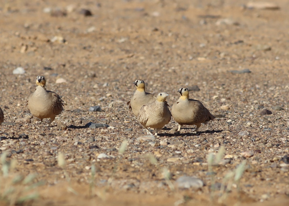 Crowned Sandgrouse - ML641216116
