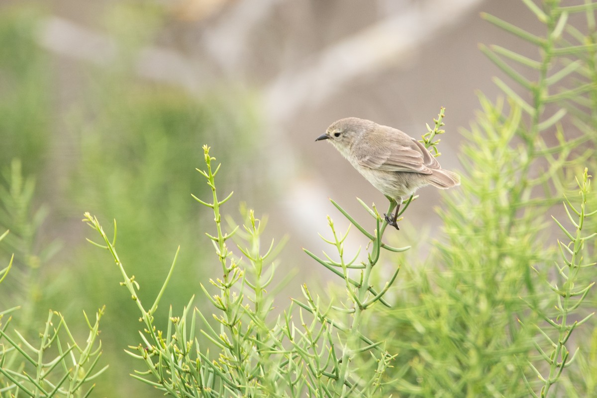Gray Warbler-Finch - ML641216126