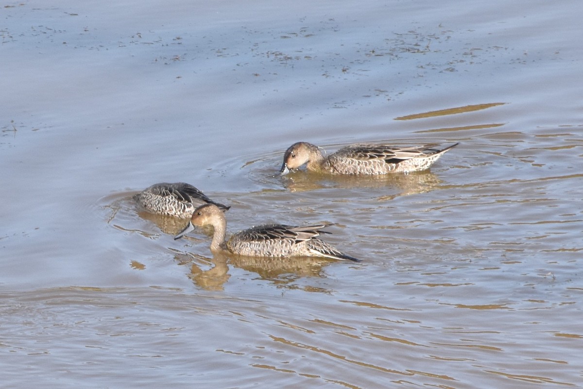 ברווז חד-זנב - ML641216135