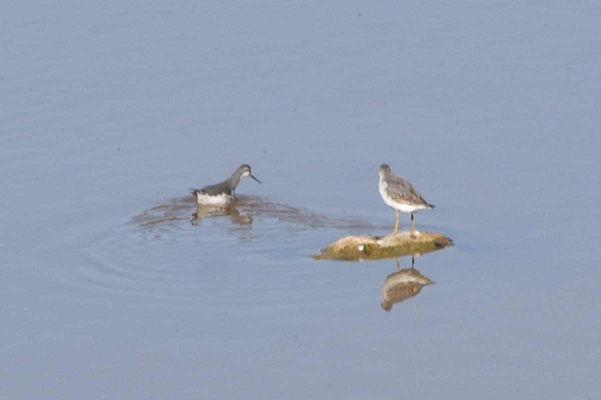 שחיינית תלת-גונית - ML641216140