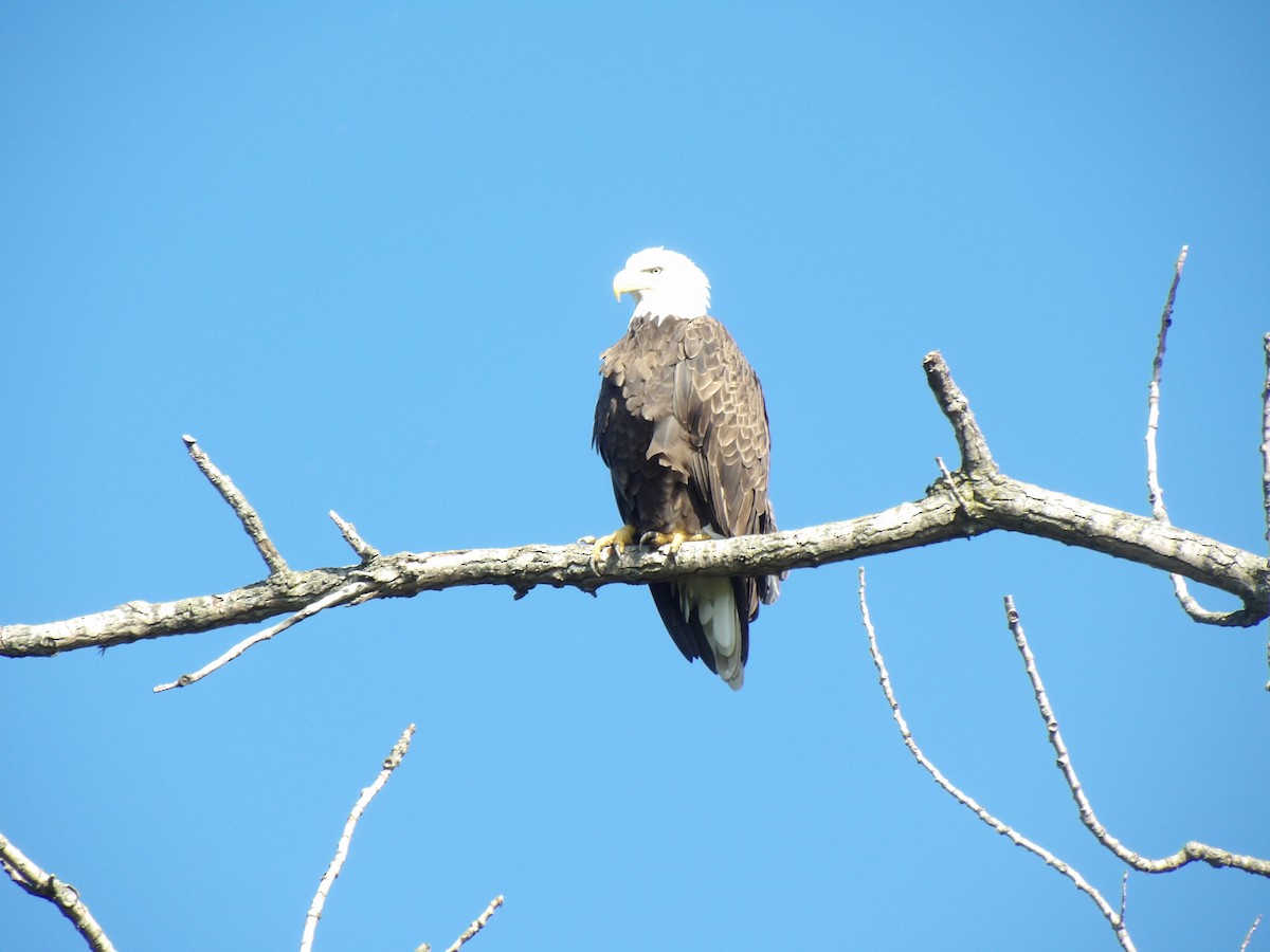 Bald Eagle - ML641216141