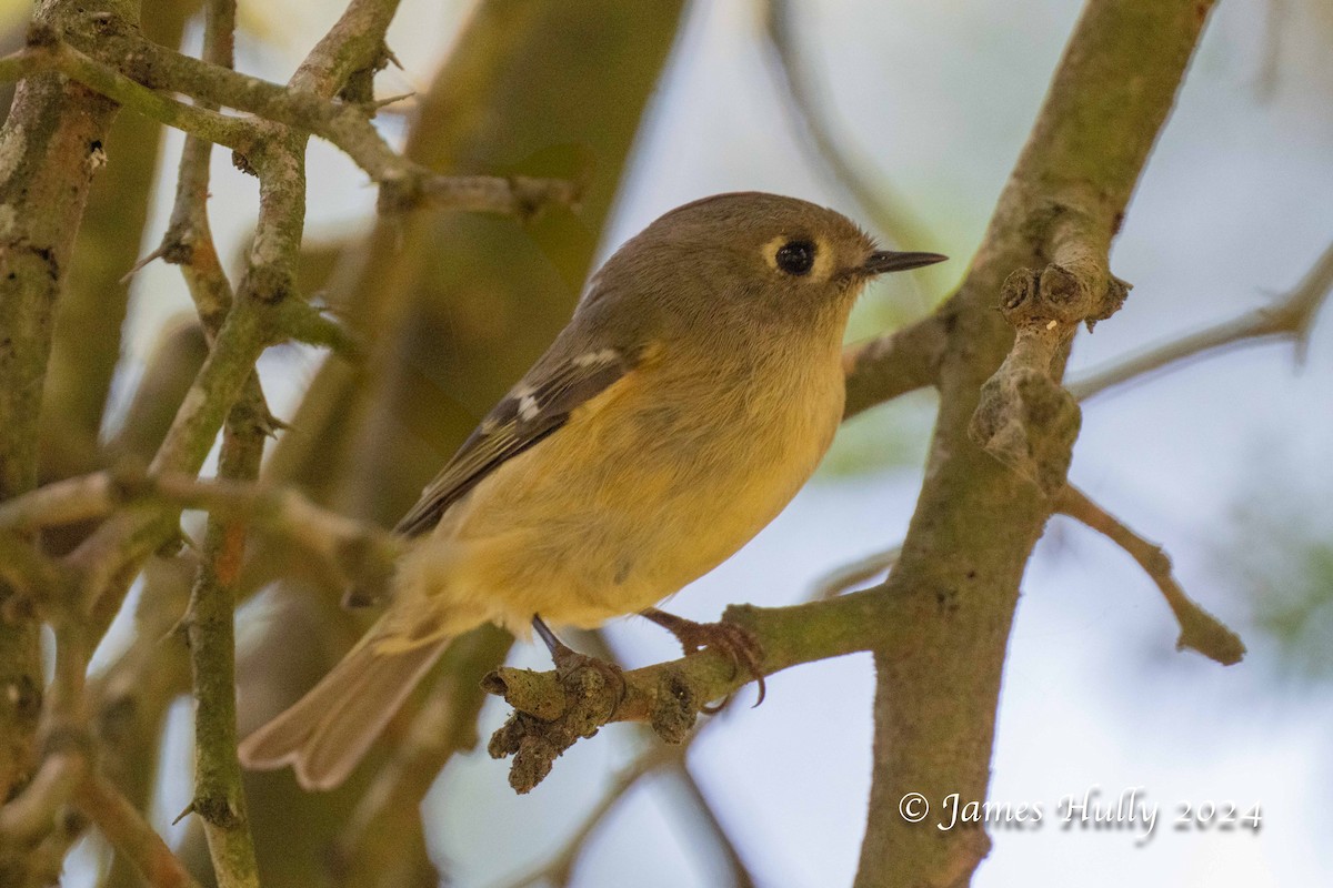 Ruby-crowned Kinglet - ML641216142