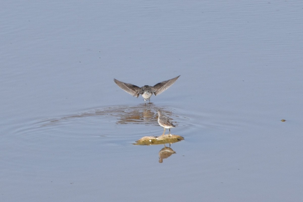 שחיינית תלת-גונית - ML641216148