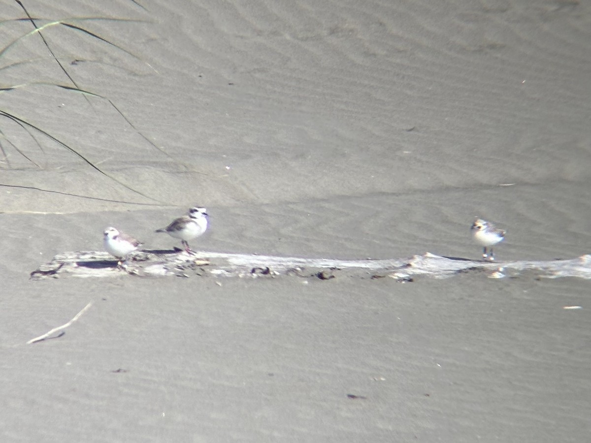 Snowy Plover - ML641216154
