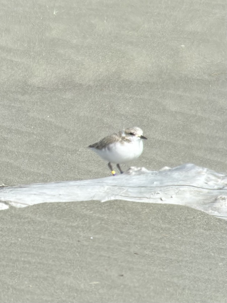 Snowy Plover - ML641216155