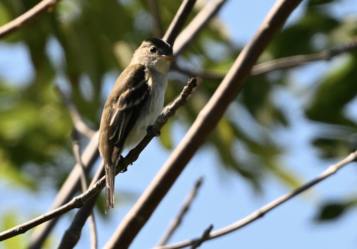 Alder Flycatcher - ML641216175