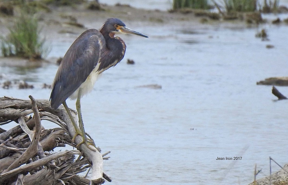 Tricolored Heron - ML64121621