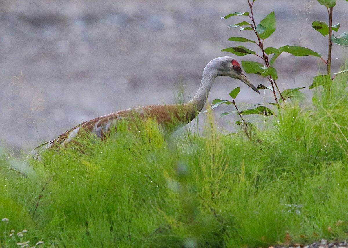 Sandhill Crane - ML641216213