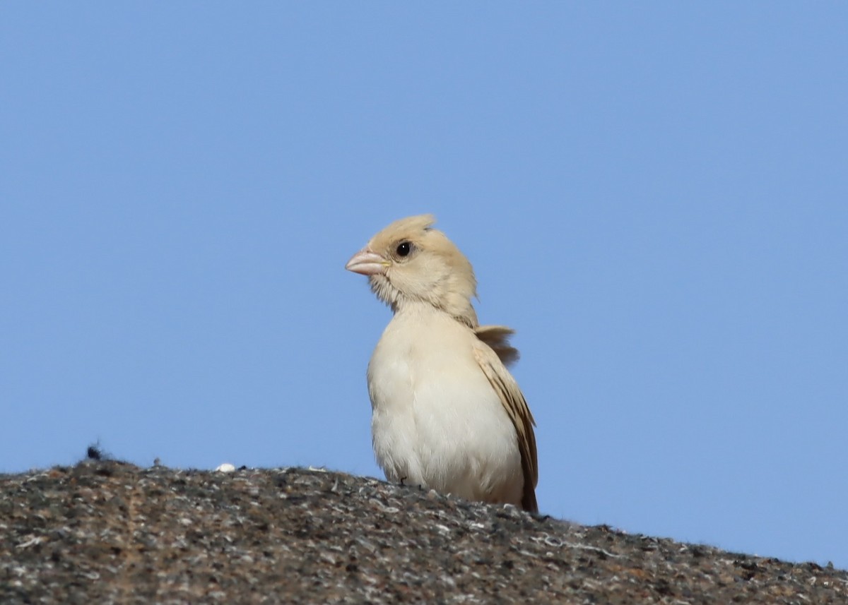 Desert Sparrow - ML641216223